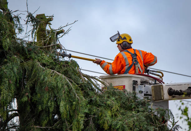 How Our Tree Care Process Works  in  Los Molinos, CA