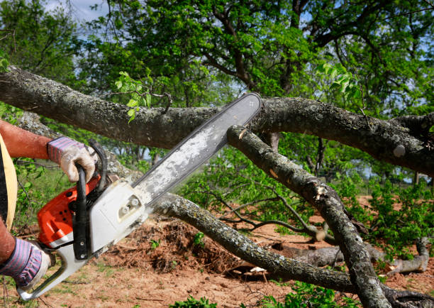 Trusted Los Molinos, CA Tree Services Experts